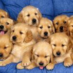 Three puppy nutrition tips