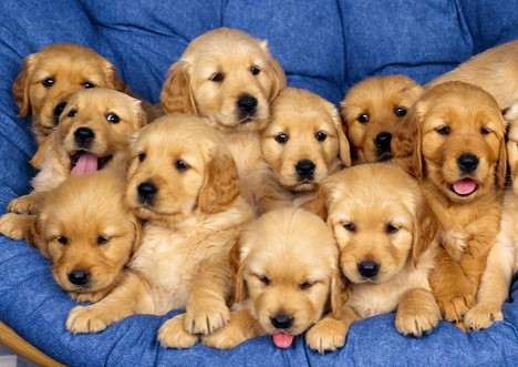 Three puppy nutrition tips