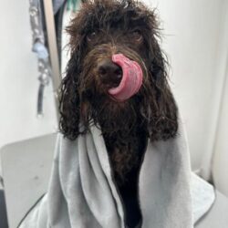 Frankie in Towel