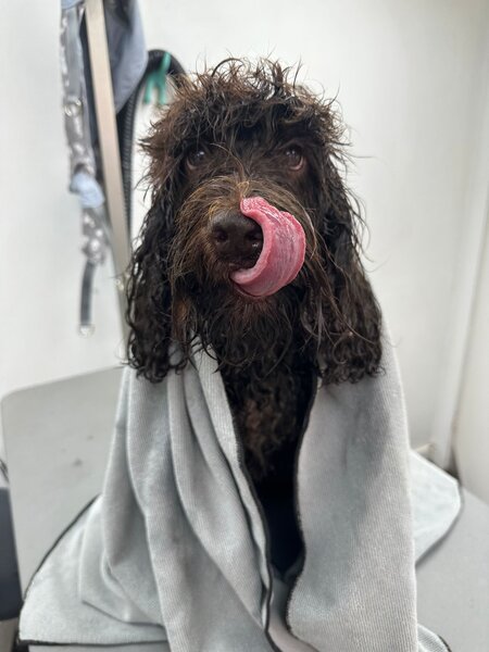 Frankie in Towel