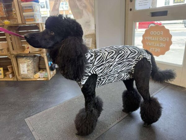 M zebra