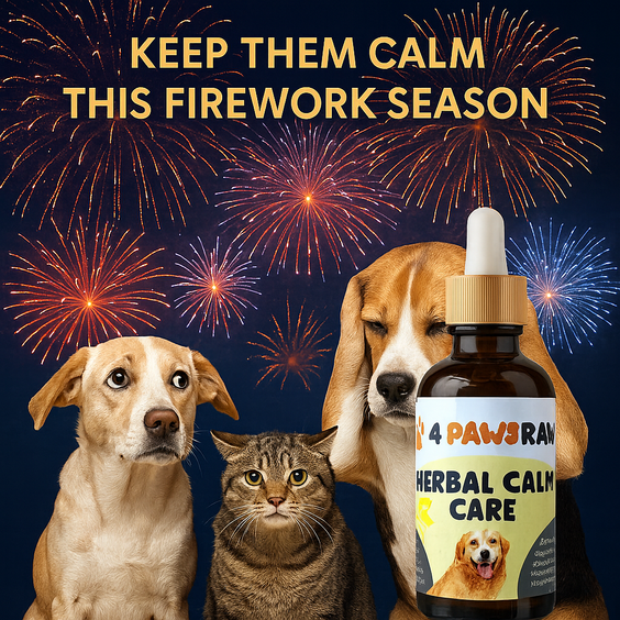 Fireworks anxiety in dogs